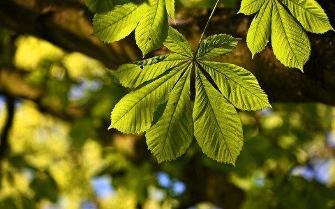 FSP: progetto gestione selve castanili di Soazza