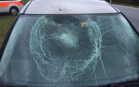 Cervi causano la chiusura dell'A13