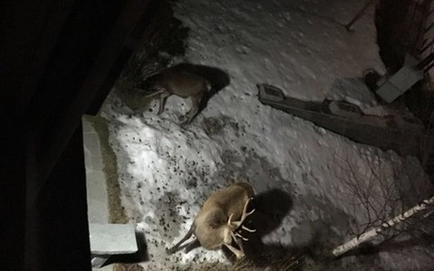 Incursioni di cervi a San Sisto