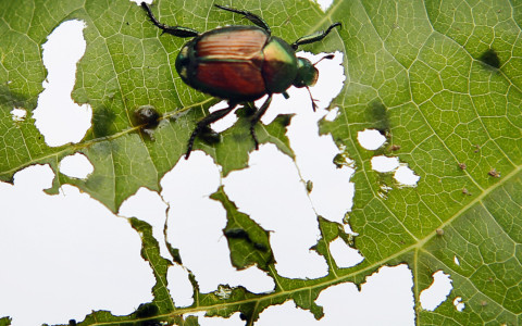Il coleottero giapponese ha raggiunto la Mesolcina
