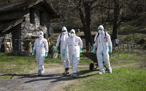 Peste suina africana, i Grigioni si preparano Peste suina africana, i Grigioni si preparano