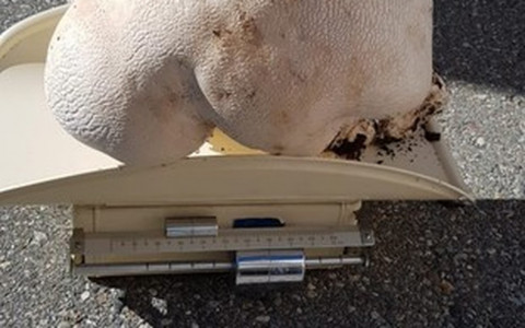 Raccolto un fungo da più di 7 kg