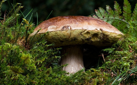 Trovati funghi porcini a 2440 metri di quota
