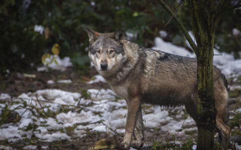 Il branco Moesola potrà essere eliminato
