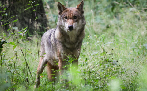 Più di una dozzina di lupi uccisi illegalmente