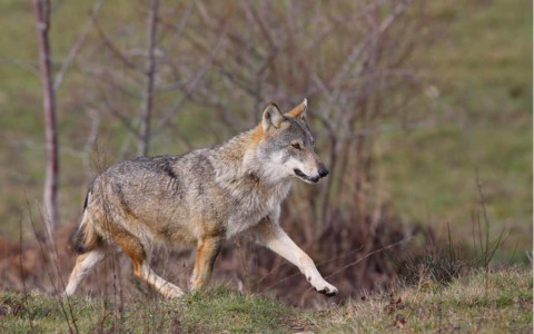 Meno animali da reddito predati dai lupi Meno animali da reddito predati dai lupi