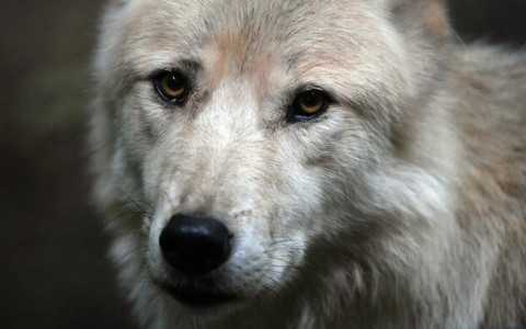 Abbattuto un presunto lupo ibrido