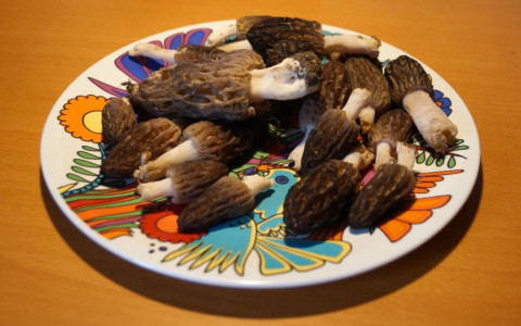 Primi funghi in Valposchiavo: le morchelle