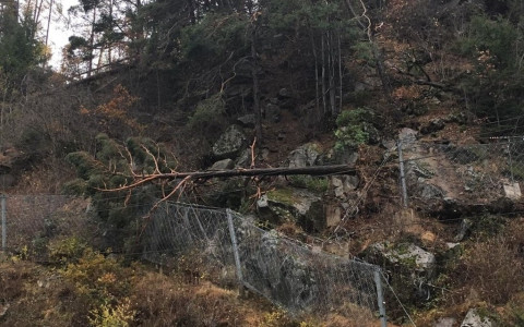 Danni maltempo: molti alberi abbattuti