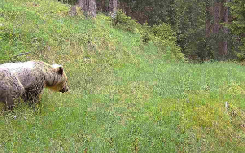Confermata presenza di due orsi in Bassa Engadina