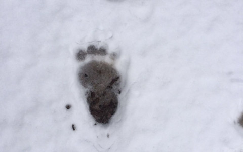 Tracce di orso in Bassa Engadina