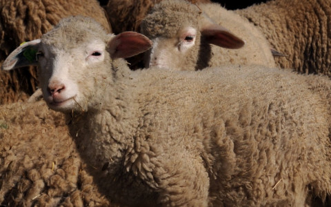 Pecore riportate a valle in anticipo per lupo