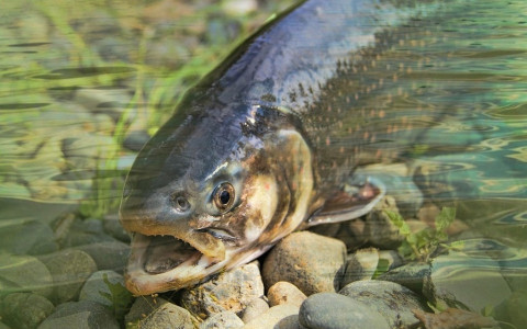 I detriti hanno distrutto i pesci in Bregaglia