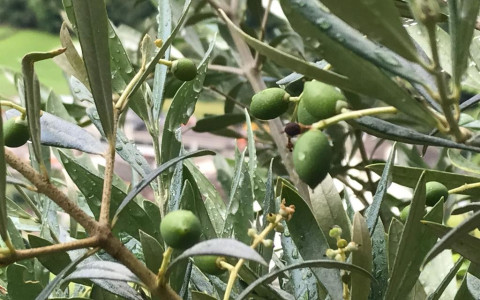 Raccolte le olive a Brusio: le foto