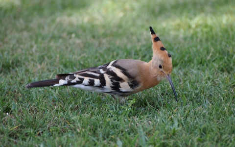 Upupa in Valposchiavo: video