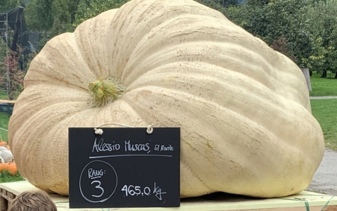 Raccolta a Brusio una zucca enorme Raccolta a Brusio una zucca enorme