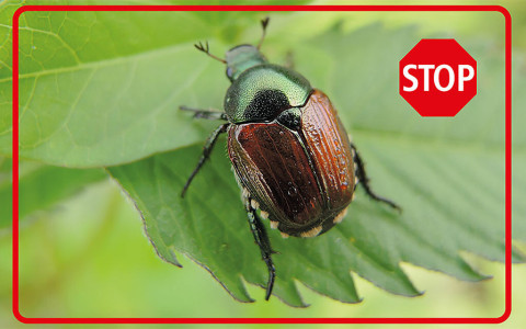Tutti vigili sul coleottero giapponese