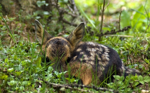 Salvataggi di cuccioli di capriolo con droni