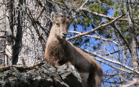 Gli stambecchi di Pontresina: le foto