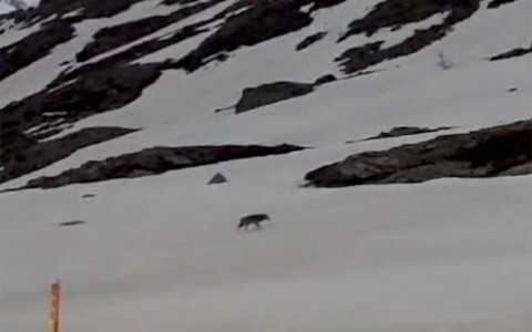 Esemplare di lupo filmato sul Passo del Bernina