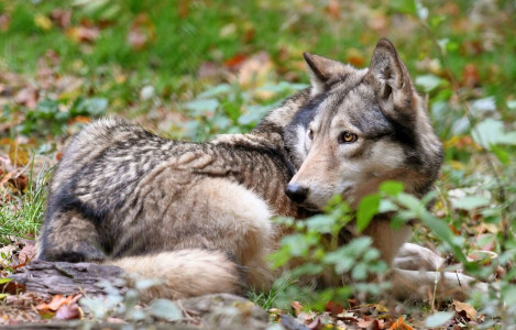 Ok Confederazione a regolazione proattiva lupi