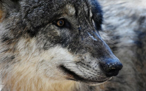 Accertato un nuovo branco di lupi nel Moesano