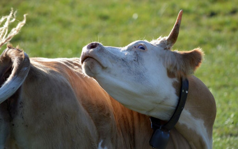 Un caso di morbo vacca pazza atipica