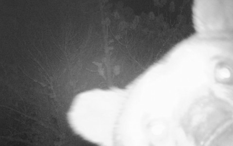 Fototrappole catturano orso per 2 volte