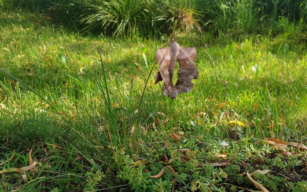 Sfinge Pioppo 3 B9ad1